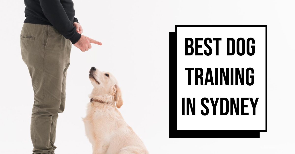 Best Dog Training In Sydney (2026)