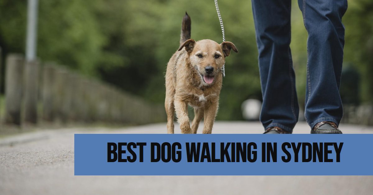 Best Dog Walking In Sydney (2026)