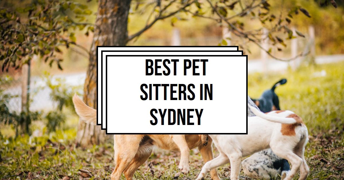 Best Pet Sitters In Sydney (2026)