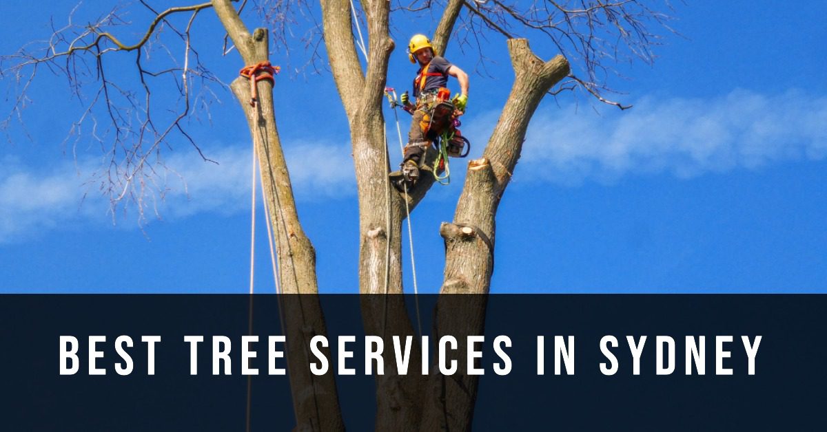 Best Tree Services In Sydney (2026)