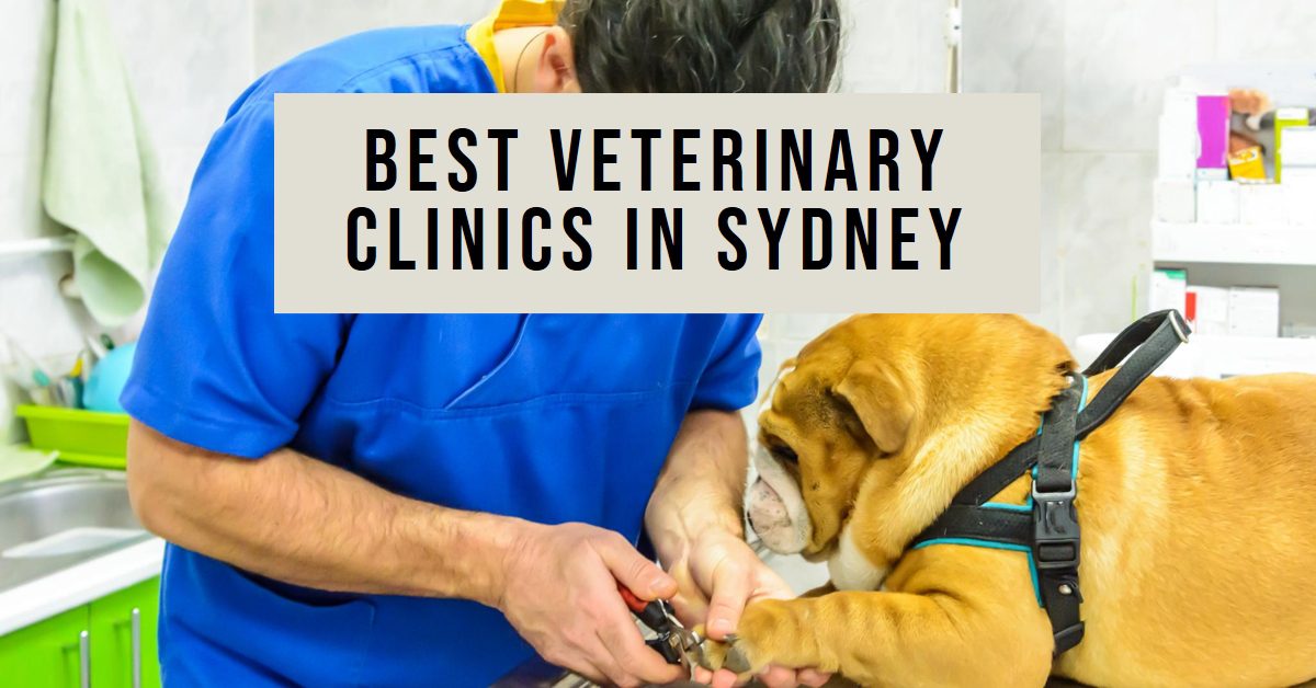 Best Veterinary Clinics In Sydney (2026)