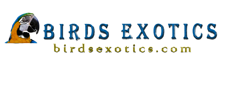 Birdman Pet Shop logo