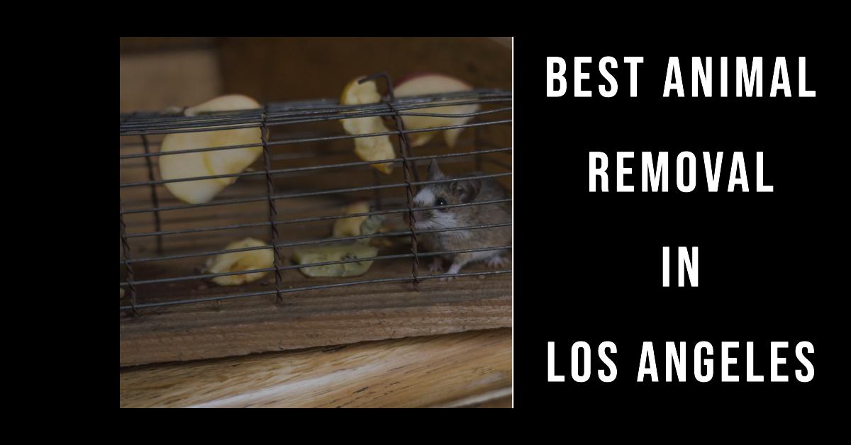 3 Best Animal Removal In Los Angeles (2026)