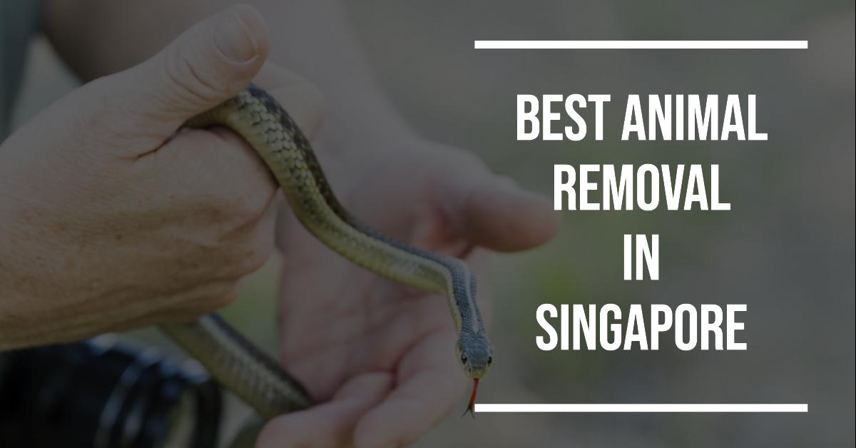 4 Best Animal Removal In Singapore (2026)