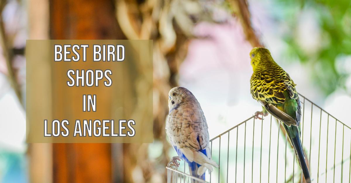 5 Best Bird Shops In Los Angeles (2026)