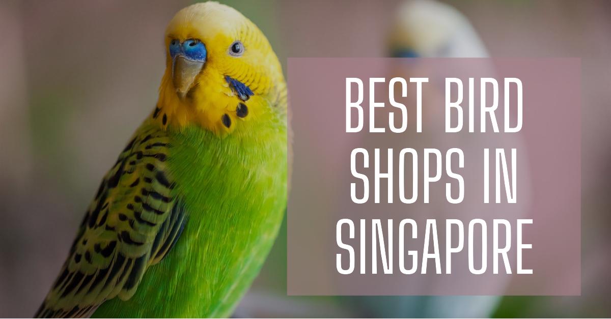 5 Best Bird Shops In Singapore (2026)