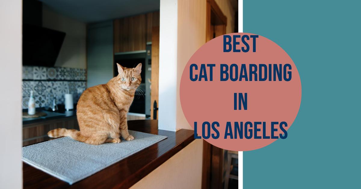 5 Best Cat Boarding In Los Angeles (2026)