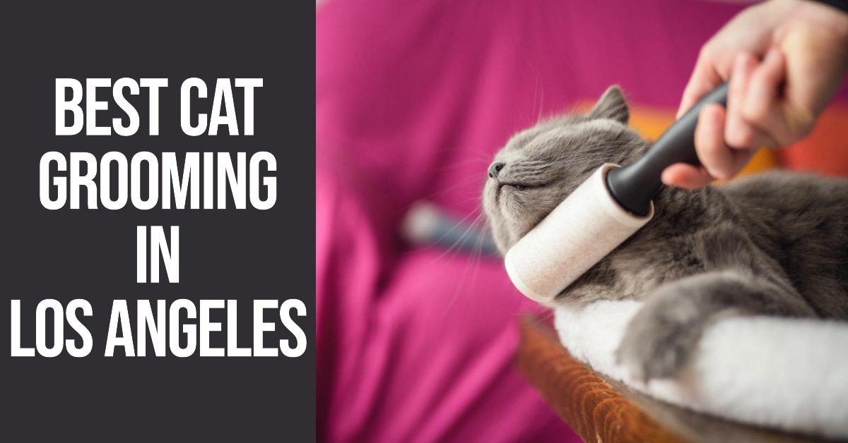 4 Best Cat Grooming In Los Angeles (2026)