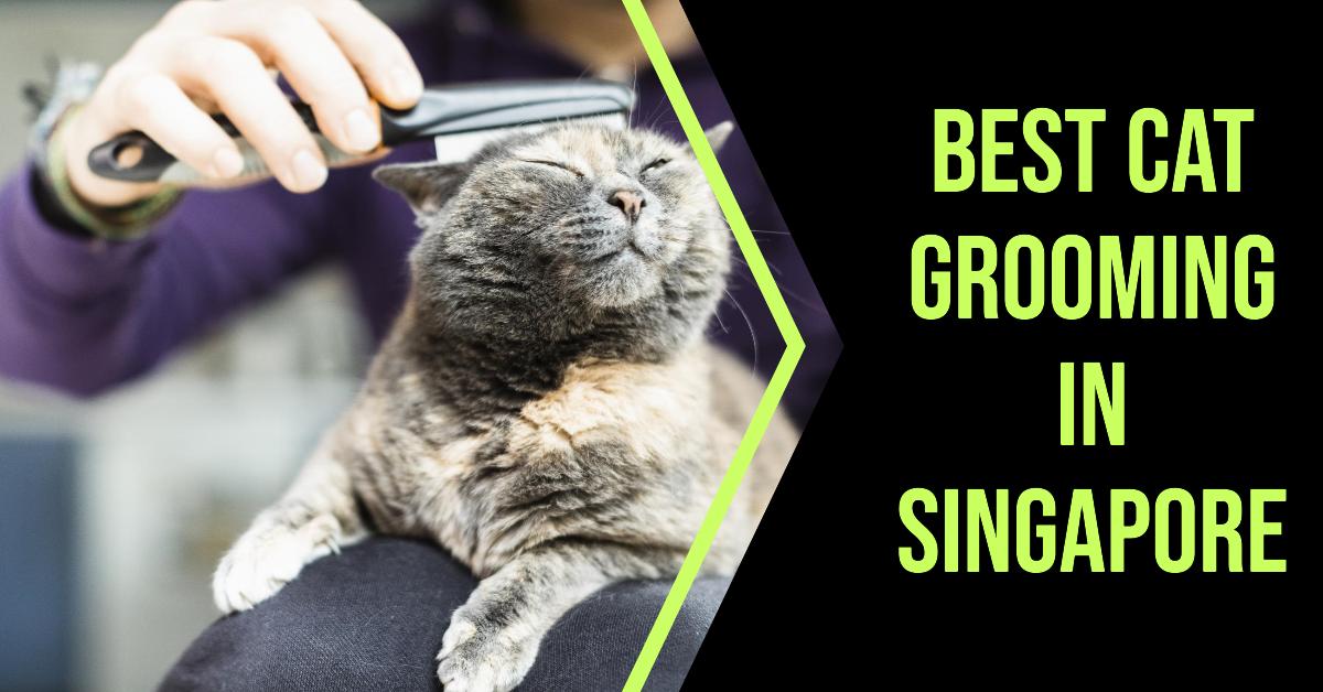 5 Best Cat Grooming In Singapore (2026)