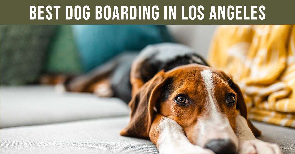 5 Best Dog Boarding In Los Angeles (2026)