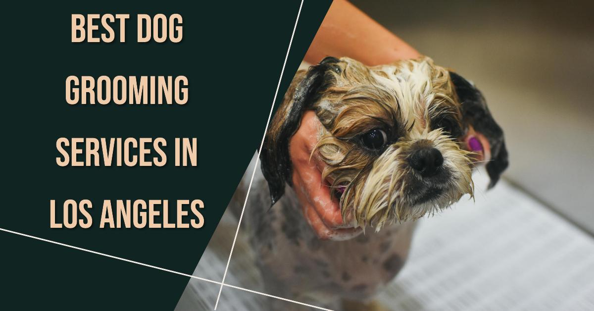 5 Best Dog Grooming Services In Los Angeles (2026)