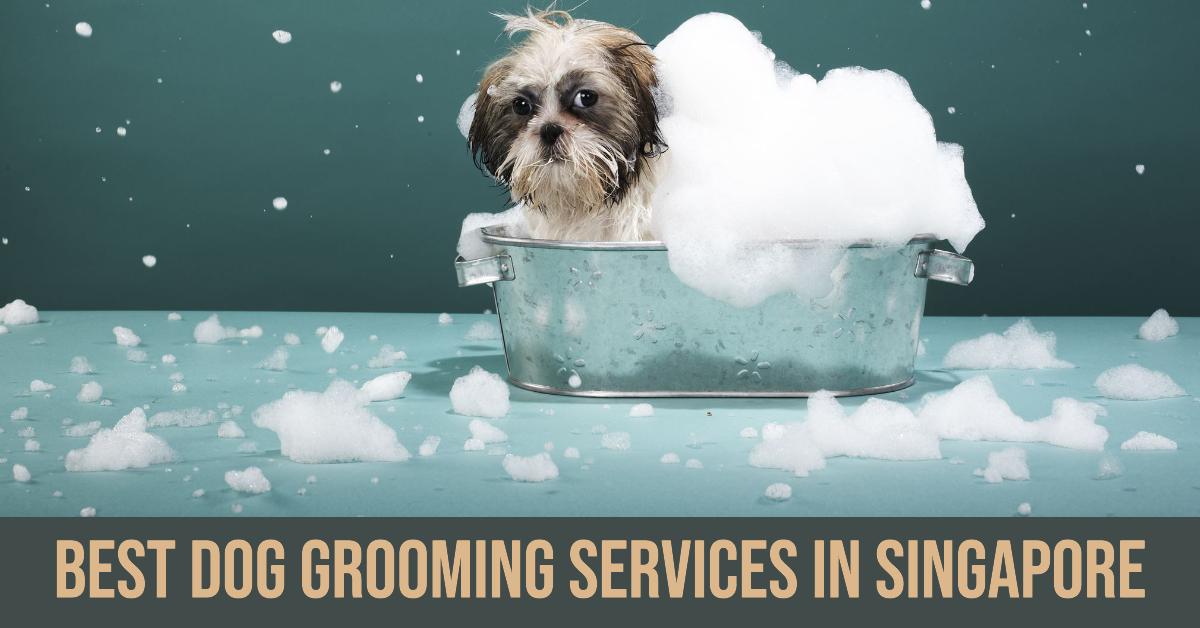 5 Best Dog Grooming Services In Singapore (2026)