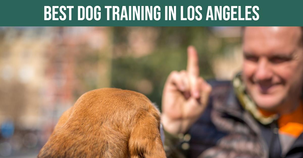 5 Best Dog Training In Los Angeles (2026)