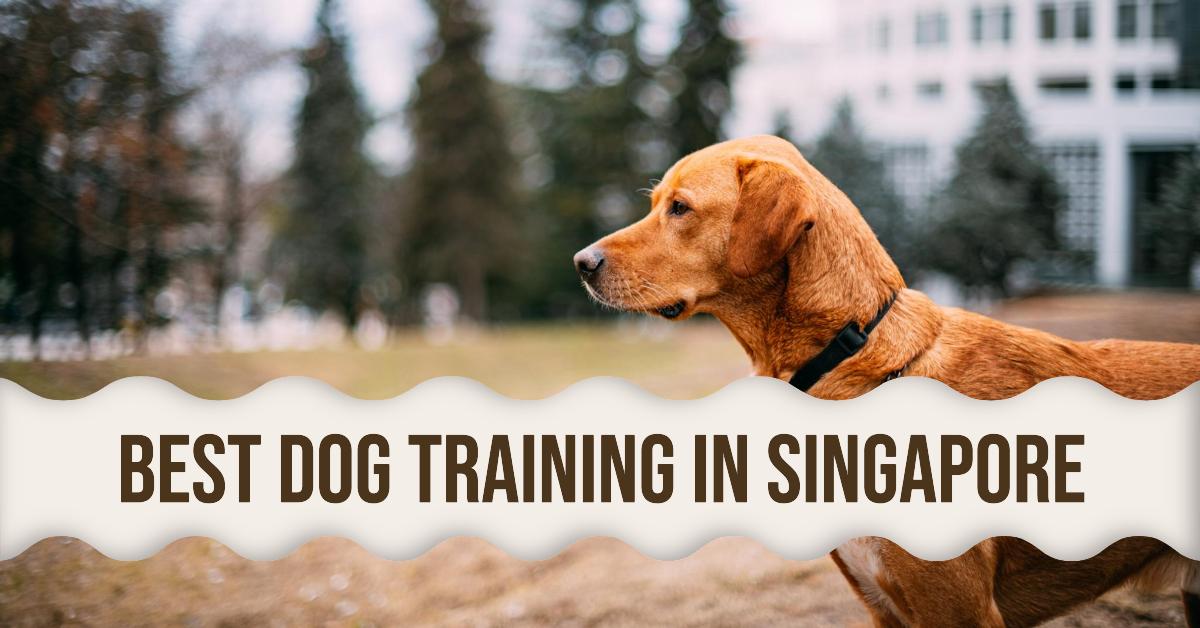 5 Best Dog Training In Singapore (2026)
