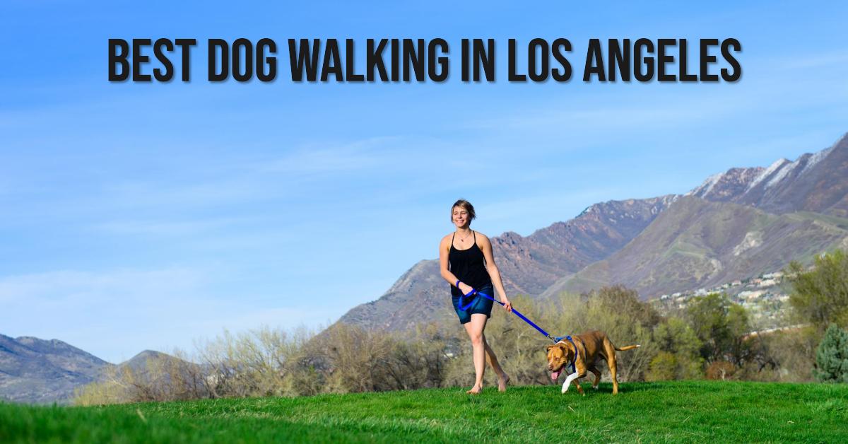 5 Best Dog Walking In Los Angeles (2026)