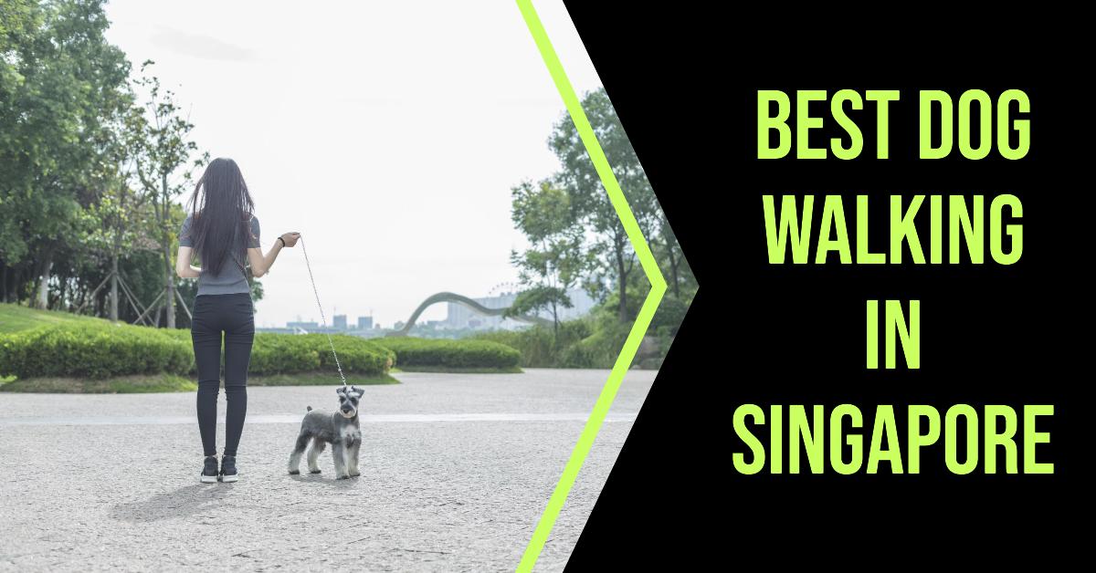 3 Best Dog Walking In Singapore (2026)