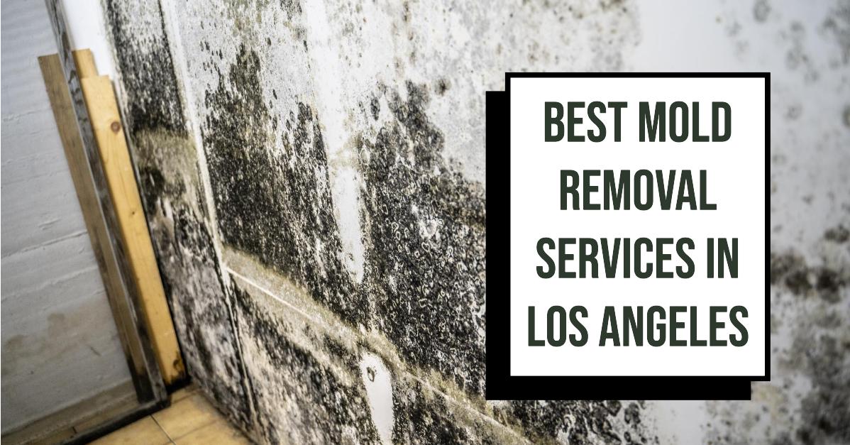 5 Best Mold Removal Services In Los Angeles (2026)