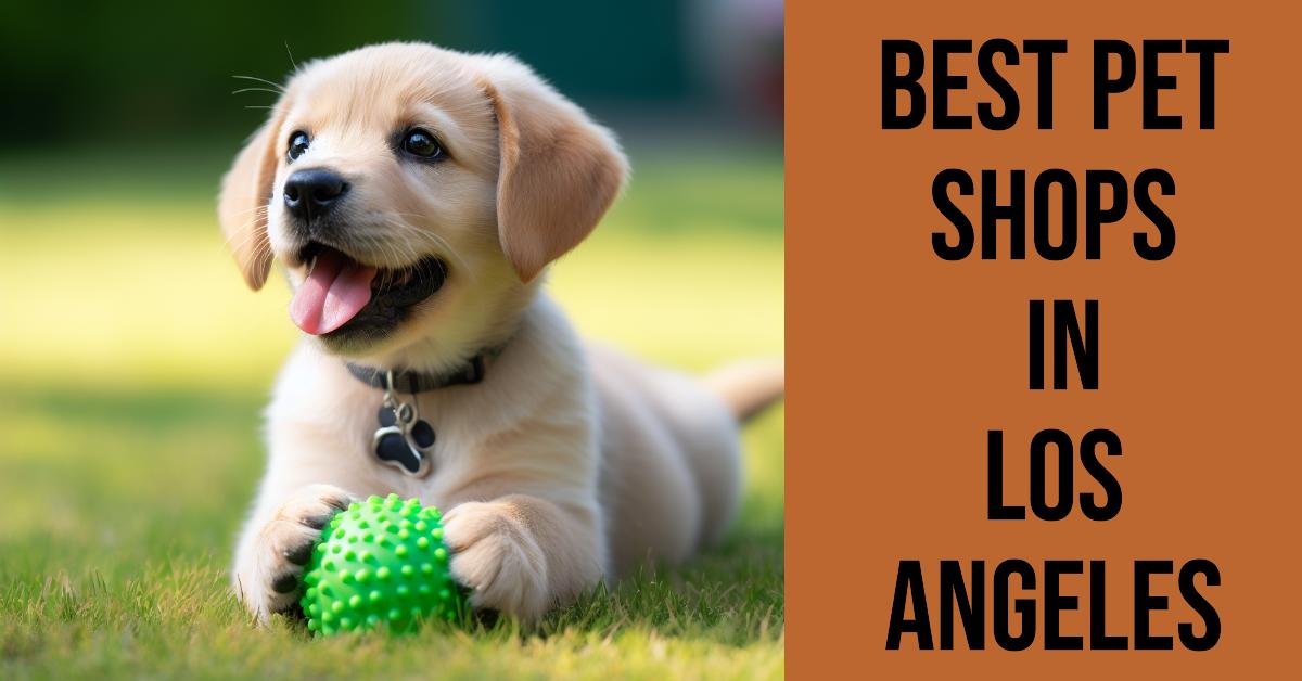 5 Best Pet Shops In Los Angeles (2026)