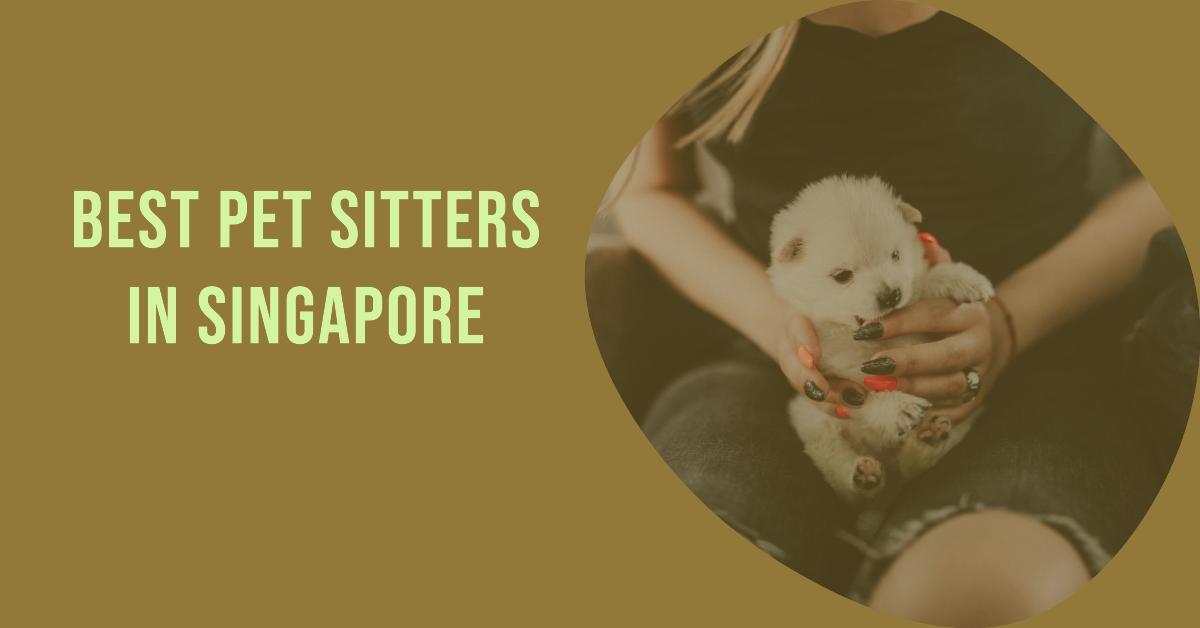 5 Best Pet Sitters In Singapore (2026)