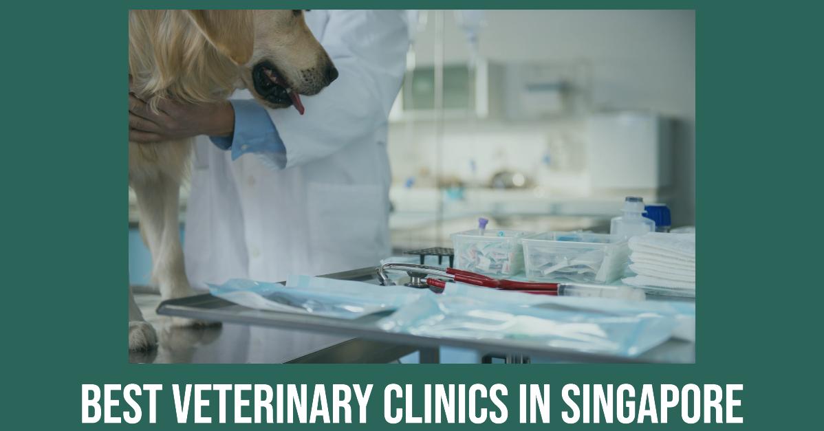 5 Best Veterinary Clinics In Singapore (2026)