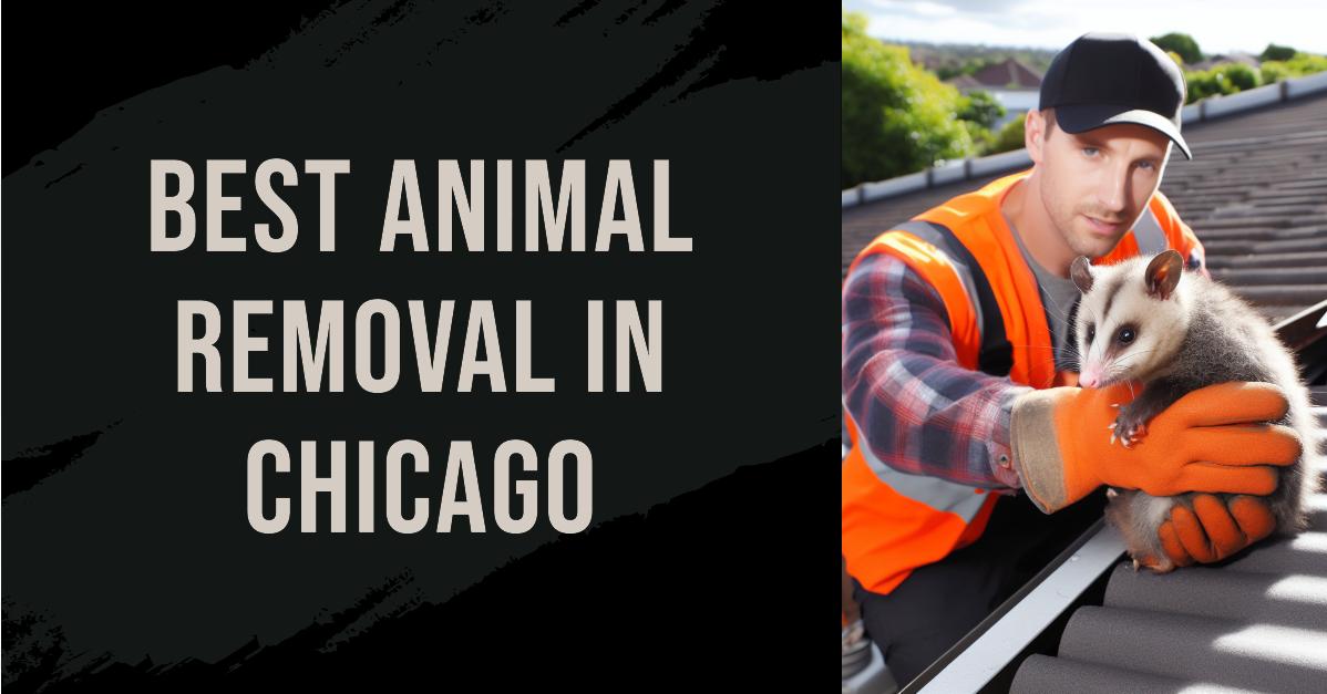 3 Best Animal Removal In Chicago (2026)