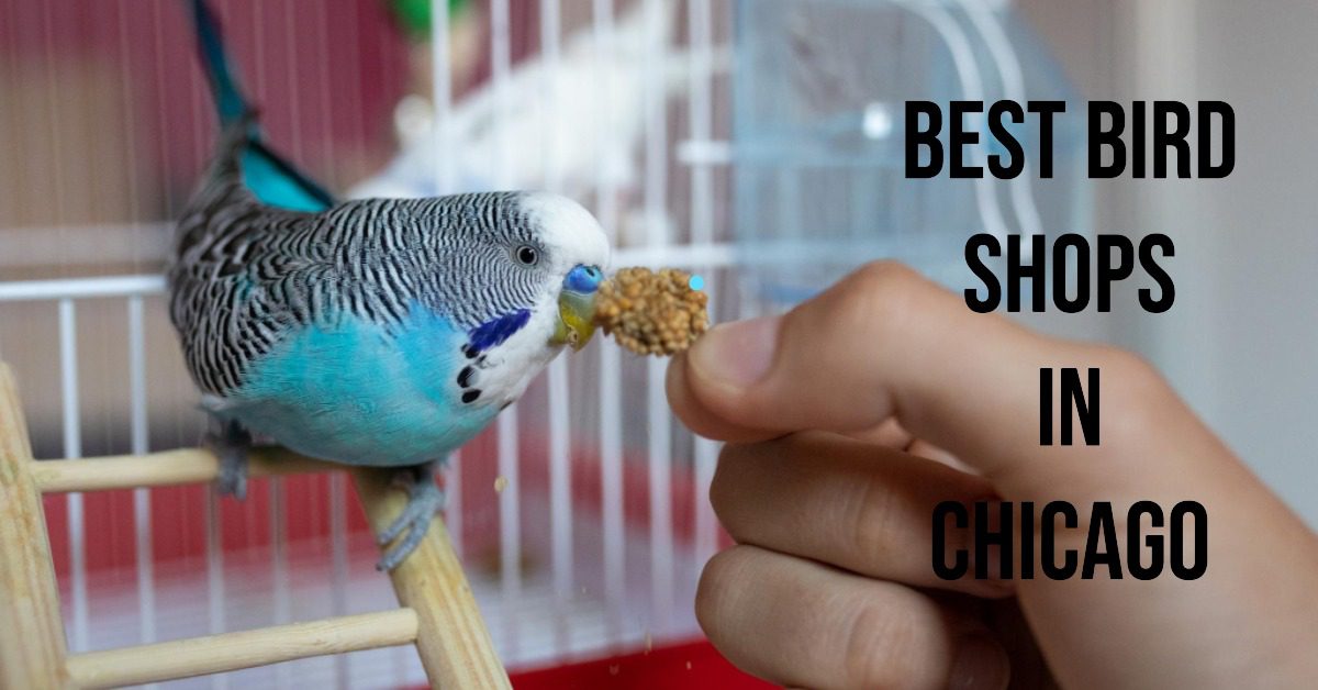 5 Best Bird Shops In Chicago (2026)
