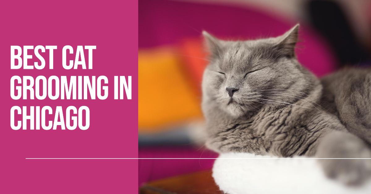 5 Best Cat Grooming In Chicago (2026)
