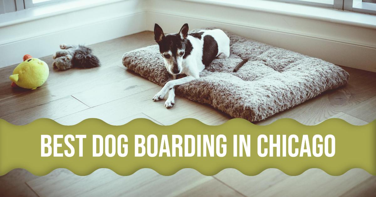 5 Best Dog Boarding In Chicago (2026)