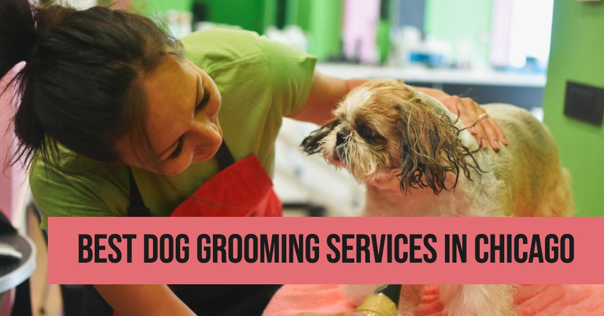 5 Best Dog Grooming Services In Chicago (2026)
