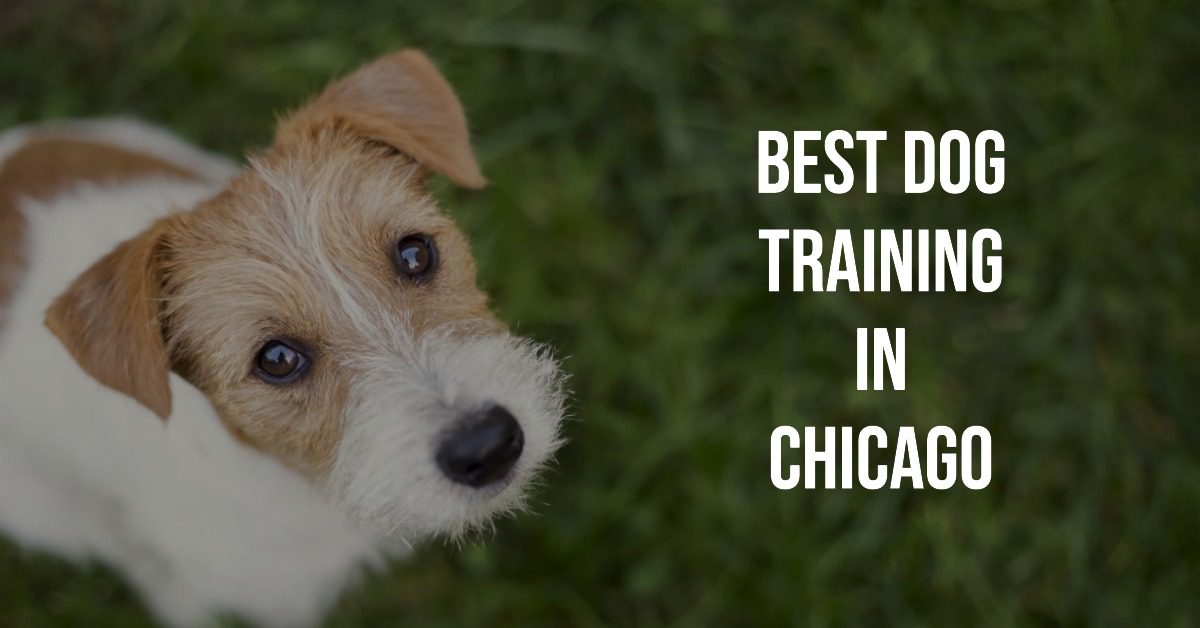 5 Best Dog Training In Chicago (2026)