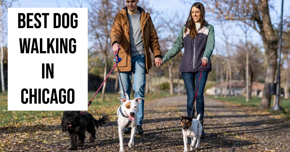 5 Best Dog Walking In Chicago (2026)