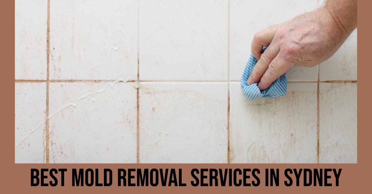 5 Best Mold Removal Services In Chicago (2026)