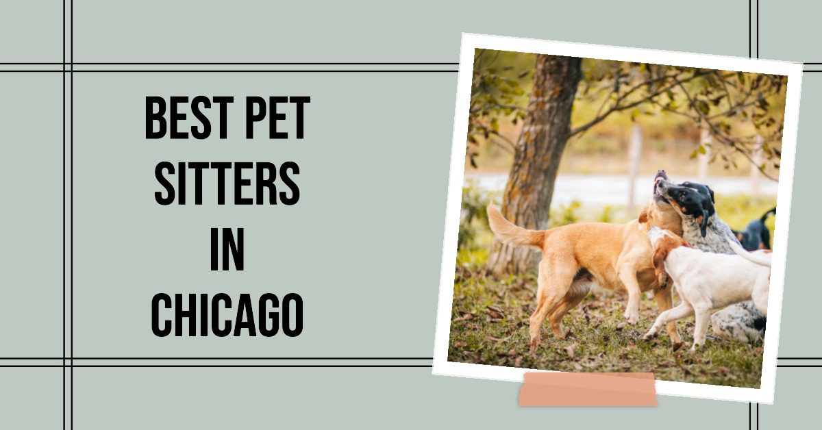 5 Best Pet Sitters In Chicago (2026)
