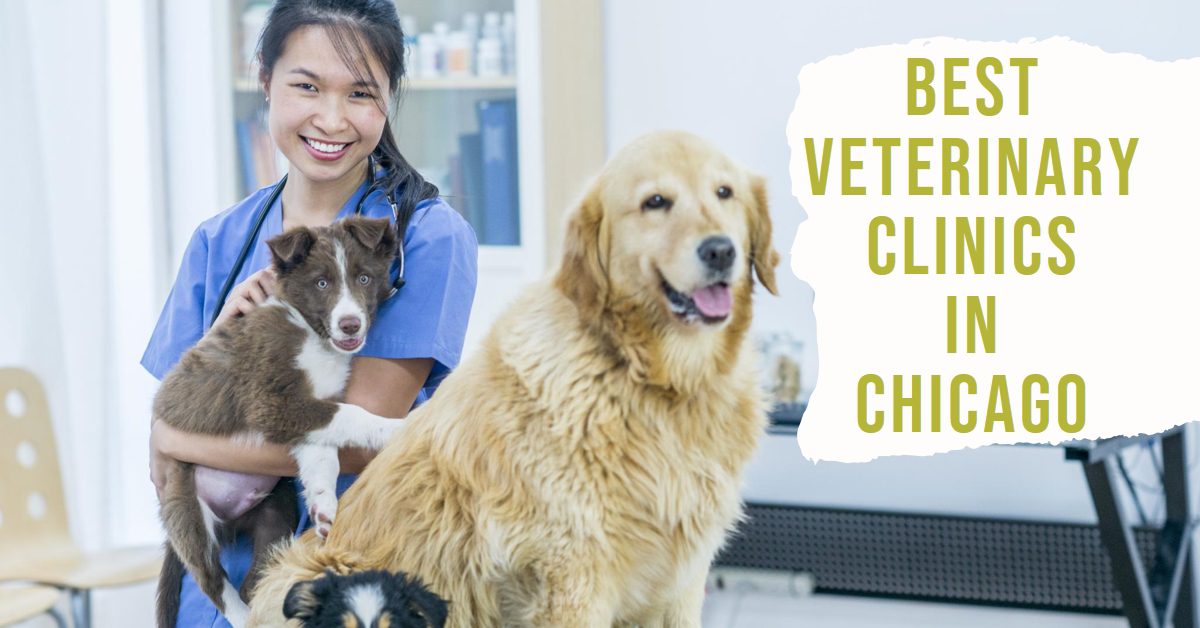 5 Best Veterinary Clinics In Chicago (2026)