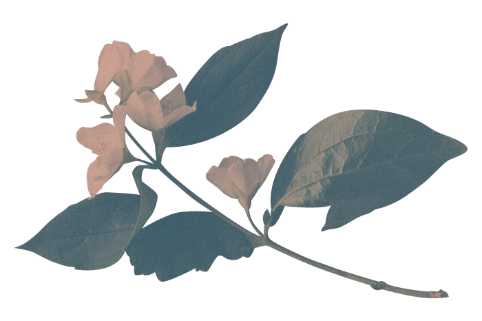 Fannin Flowers logo