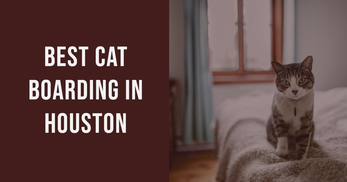 5 Best Cat Boarding In Houston (2026)