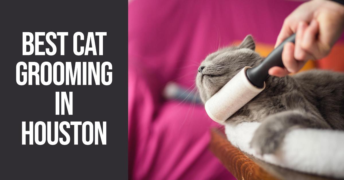 5 Best Cat Grooming In Houston (2026)