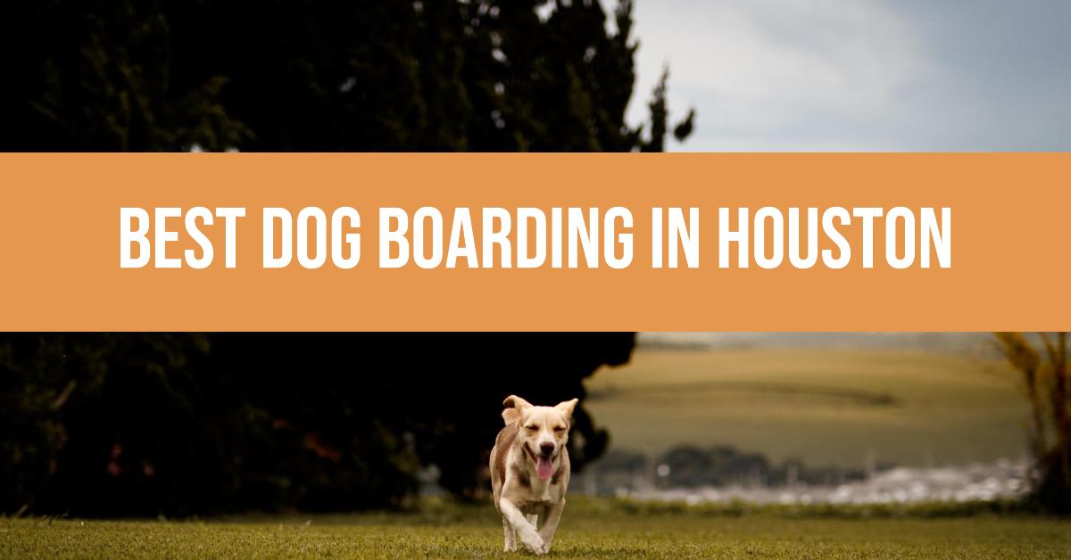 5 Best Dog Boarding In Houston (2026)