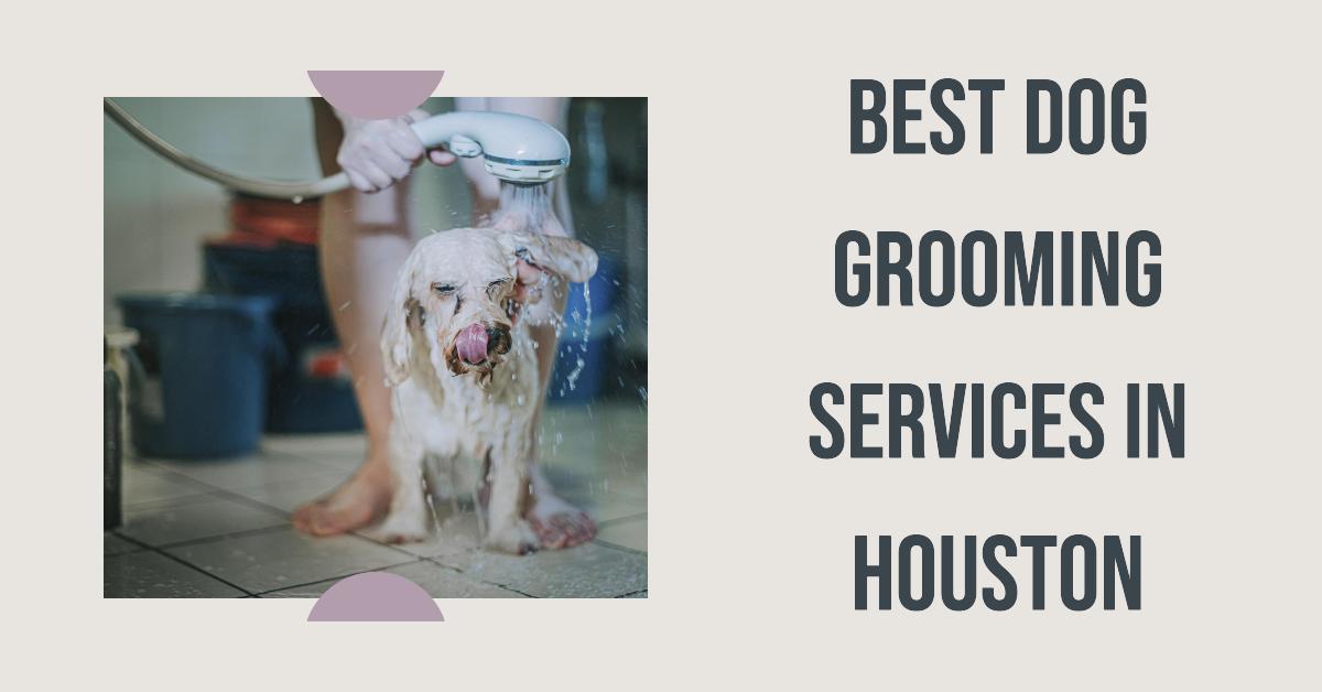 5 Best Dog Grooming Services In Houston (2026)