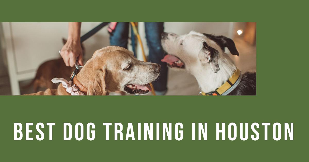 5 Best Dog Walking In Houston (2026)