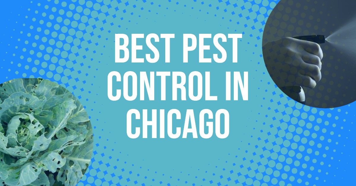 5 Best Pest Control In Chicago (2026)