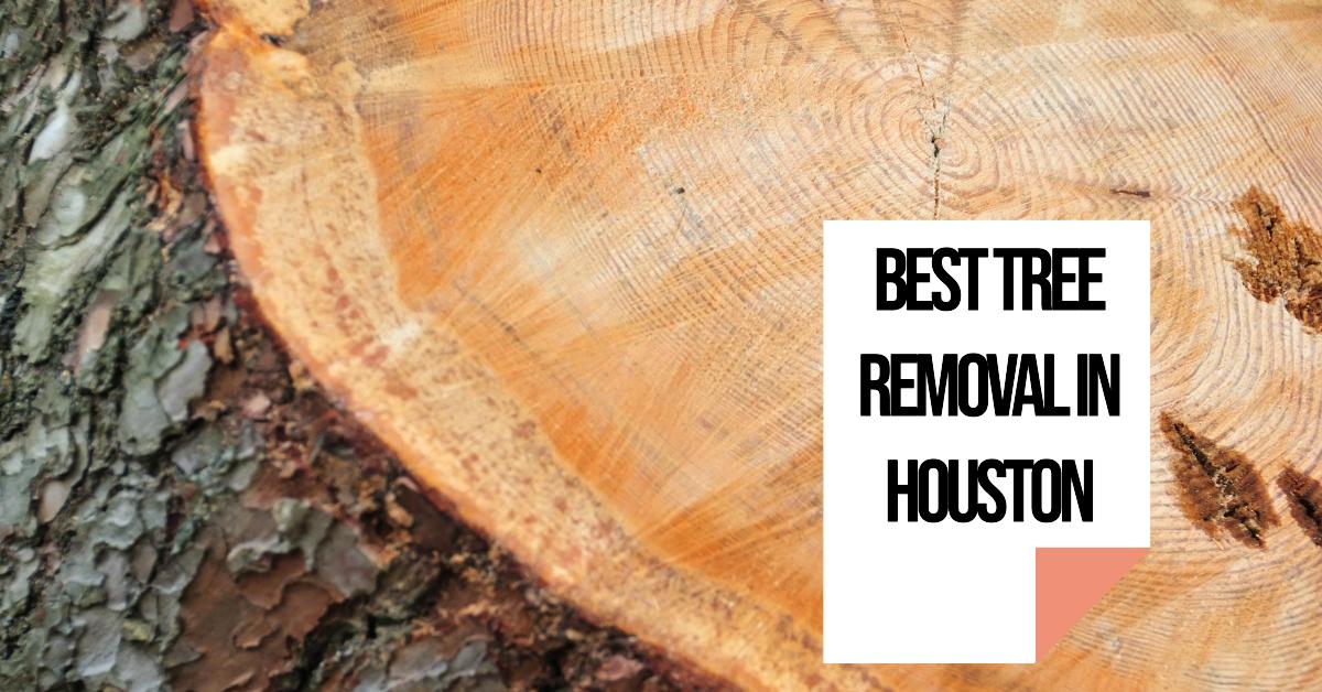5 Best Tree Removal In Houston (2026)