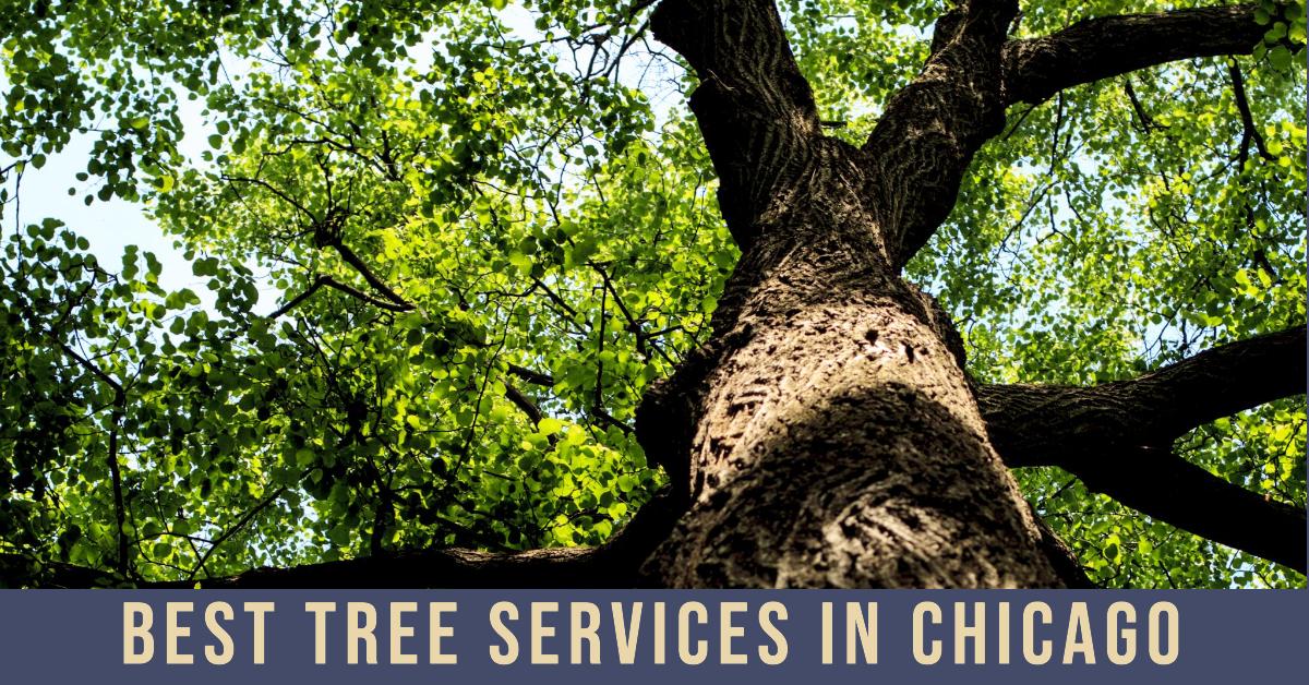 5 Best Tree Services In Chicago (2026)
