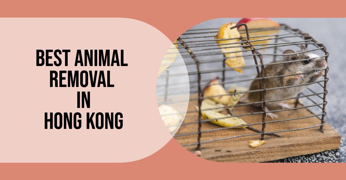3 Best Animal Removal In Hong Kong (2026)