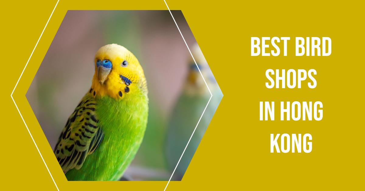 4 Best Bird Shops In Hong Kong (2026)