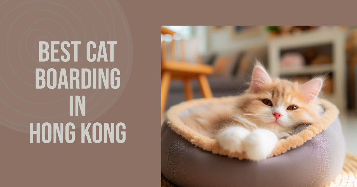 5 Best Cat Boarding In Hong Kong (2026)