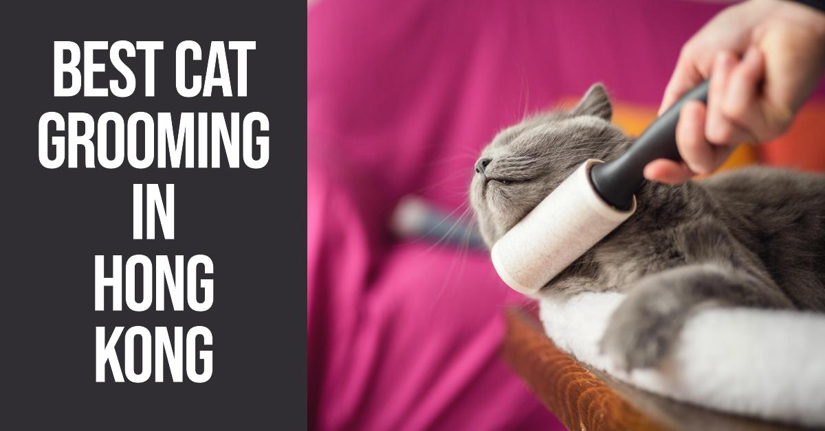 5 Best Cat Grooming In Hong Kong (2026)