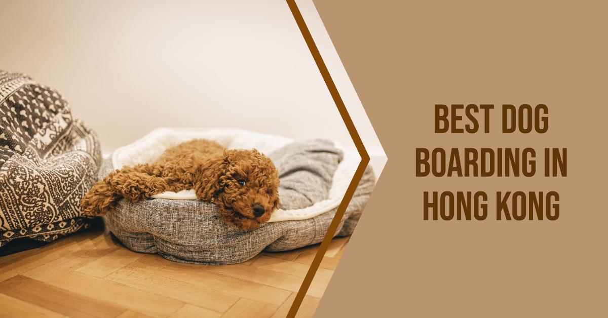 5 Best Dog Boarding In Hong Kong (2026)