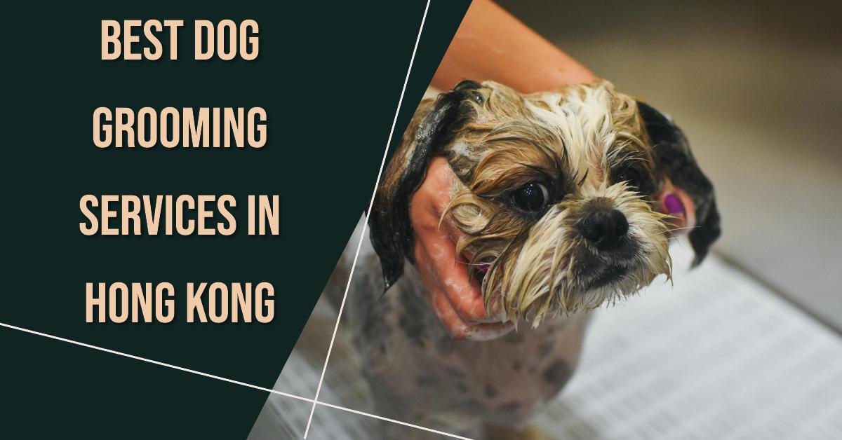 5 Best Dog Grooming Services In Hong Kong (2026)