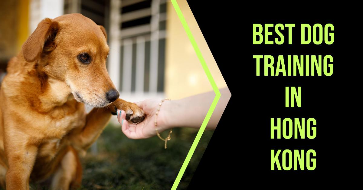 3 Best Dog Training In Hong Kong (2026)